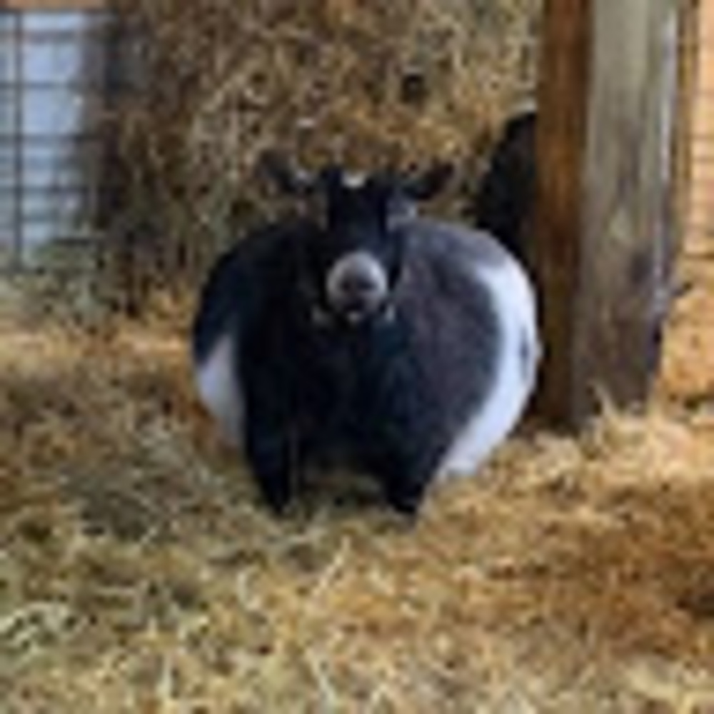 Meet your Posher, Betsy